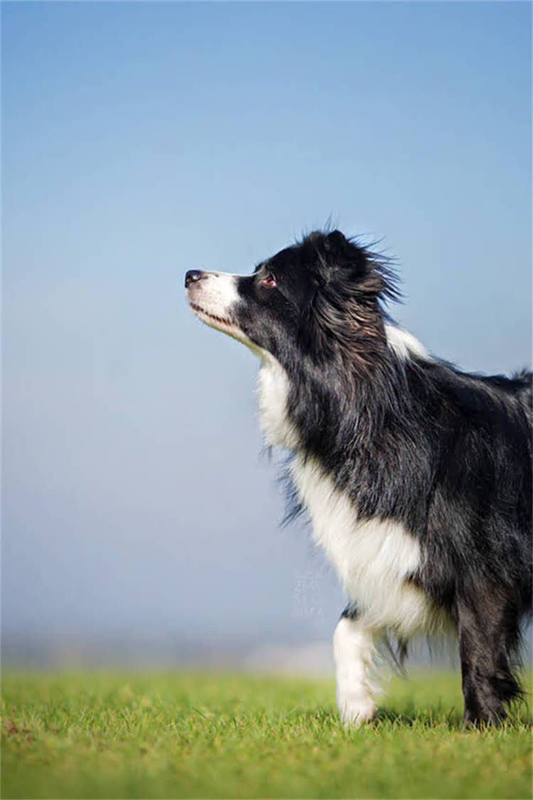 图片 正宗拉布拉多价格多少钱？全：品种特性、饲养成本与选购指南2.jpg