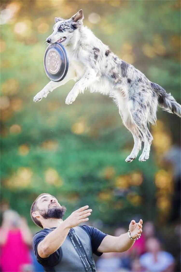 图片 武汉优质阿拉斯加犬舍推荐：专业繁育+健康保障+上门服务全.jpg