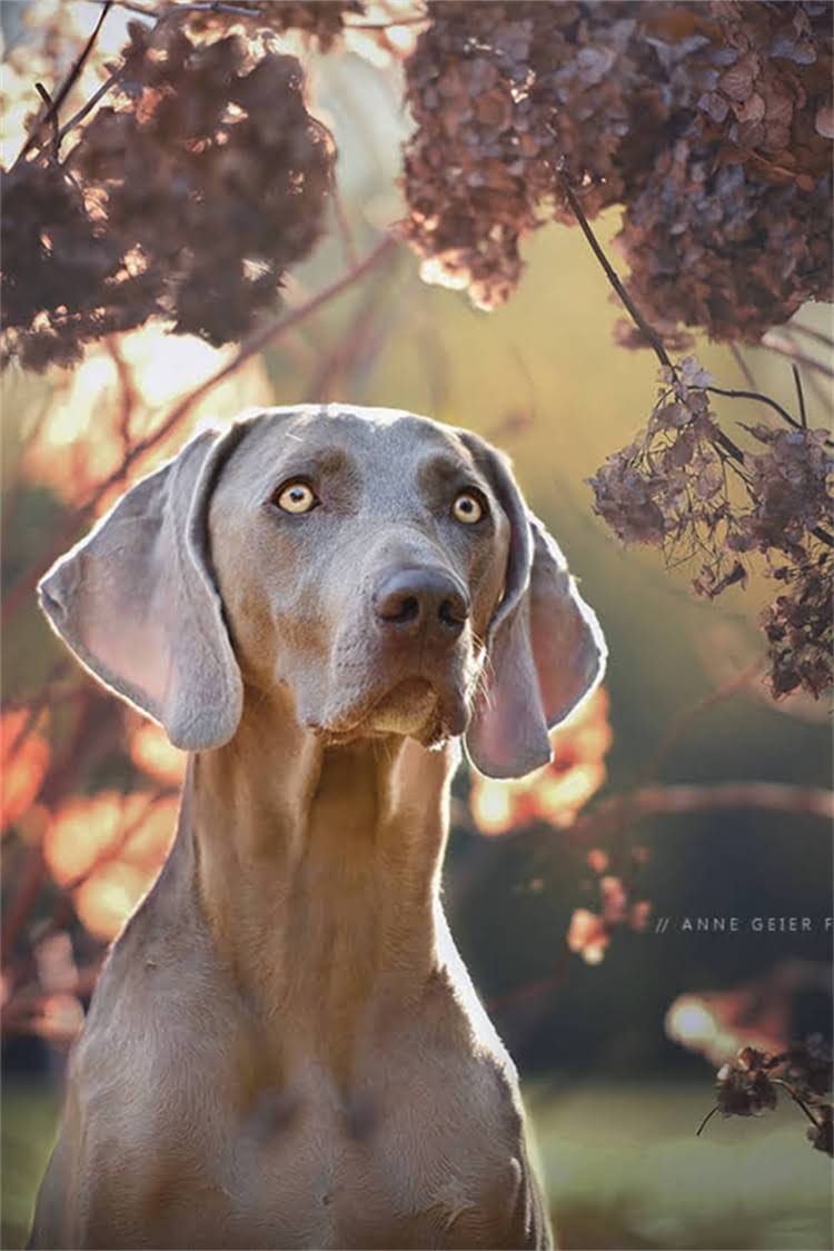 图片 武汉优质阿拉斯加犬舍推荐：专业繁育+健康保障+上门服务全1.jpg