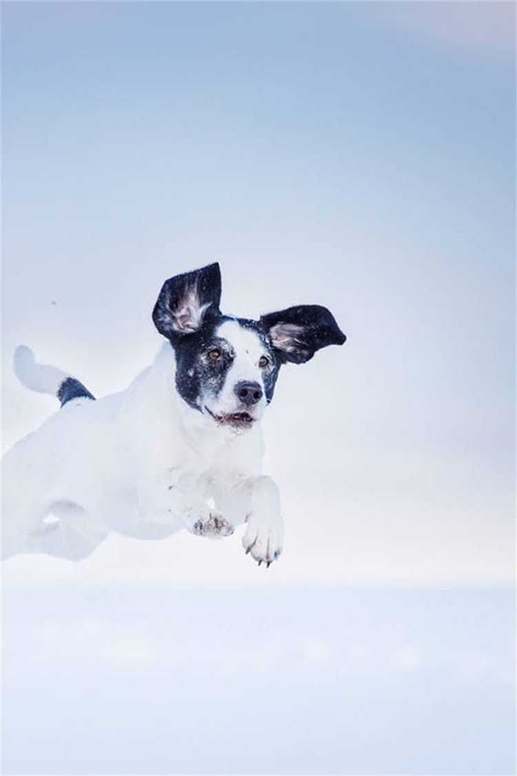 图片 武汉优质阿拉斯加犬舍推荐：专业繁育+健康保障+上门服务全2.jpg