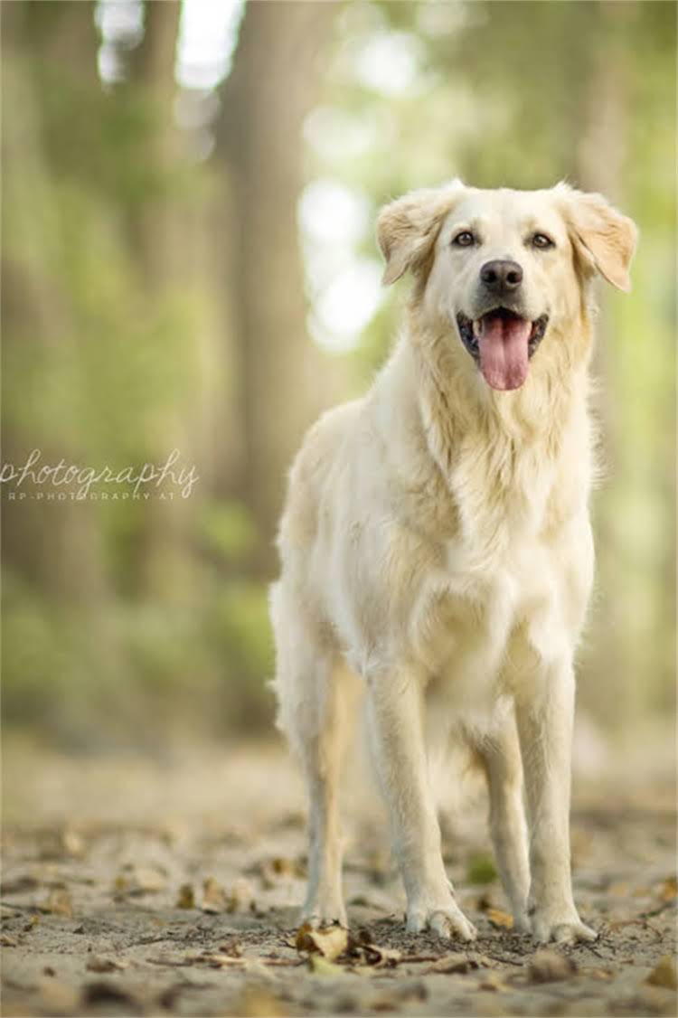 图片 母吉娃娃何时长乳头？吉娃娃母犬乳头发育全（附护理指南）.jpg