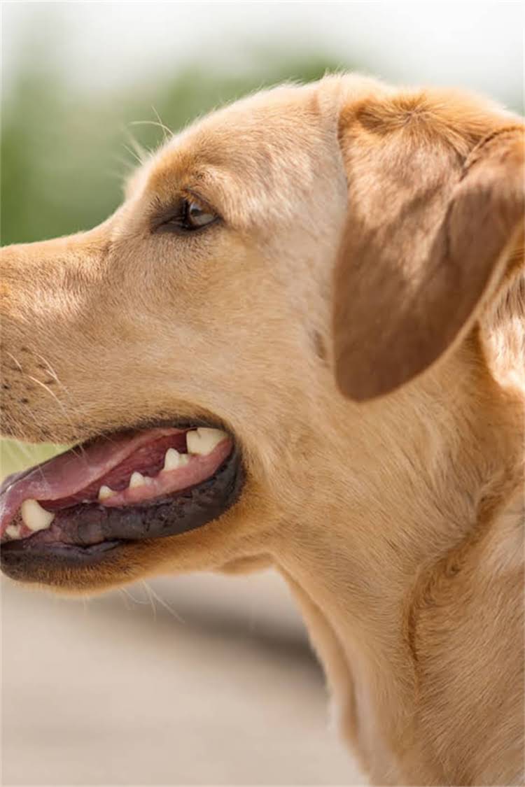 图片 母吉娃娃何时长乳头？吉娃娃母犬乳头发育全（附护理指南）1.jpg