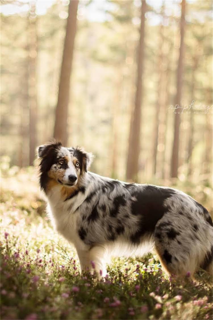 图片 母吉娃娃何时长乳头？吉娃娃母犬乳头发育全（附护理指南）2.jpg