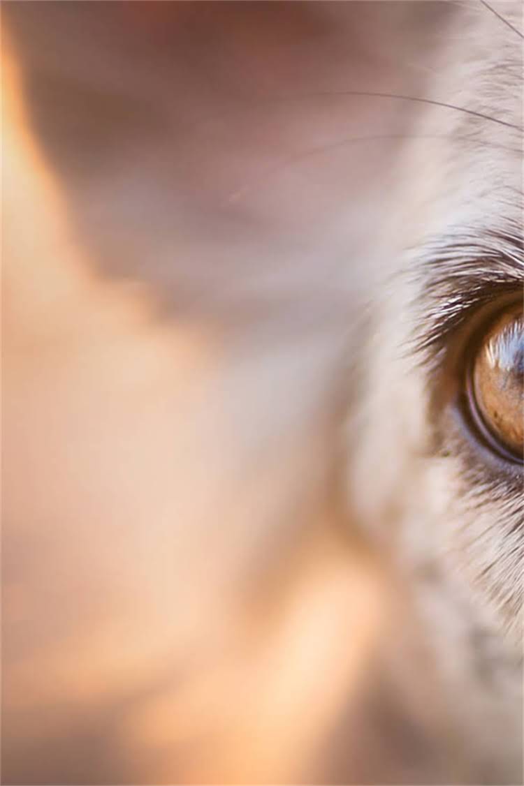 图片 母拉布拉多犬起名指南：超全名字大全+科学起名技巧，轻松为爱犬选名.jpg