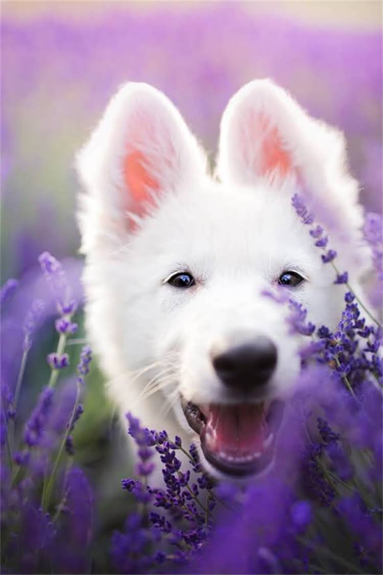 图片 母拉布拉多犬起名指南：超全名字大全+科学起名技巧，轻松为爱犬选名1.jpg