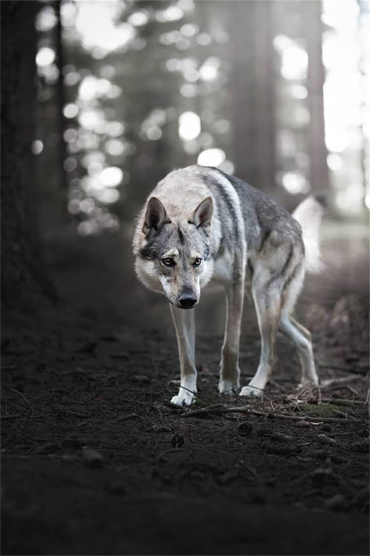 图片 母拉布拉多犬起名指南：超全名字大全+科学起名技巧，轻松为爱犬选名2.jpg