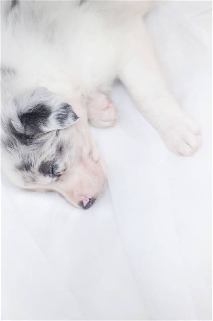 图片 母泰迪发情期症状全：如何科学应对与饲养指南？附专业兽医建议.jpg