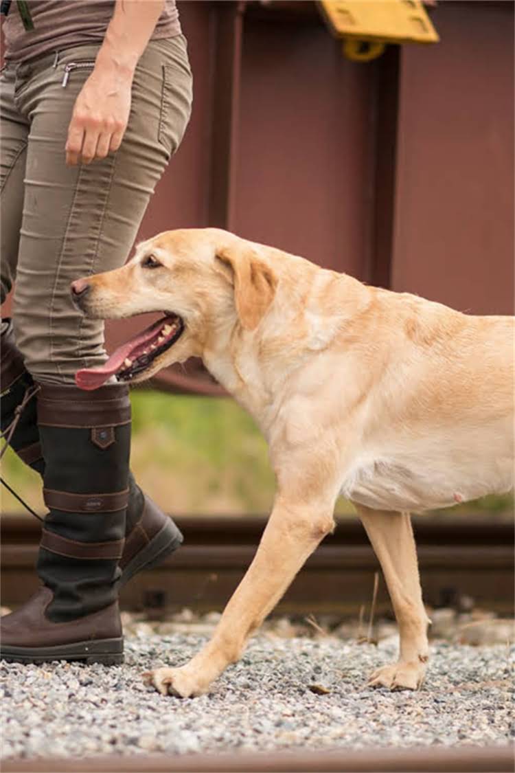 图片 母泰迪发情期症状全：如何科学应对与饲养指南？附专业兽医建议1.jpg