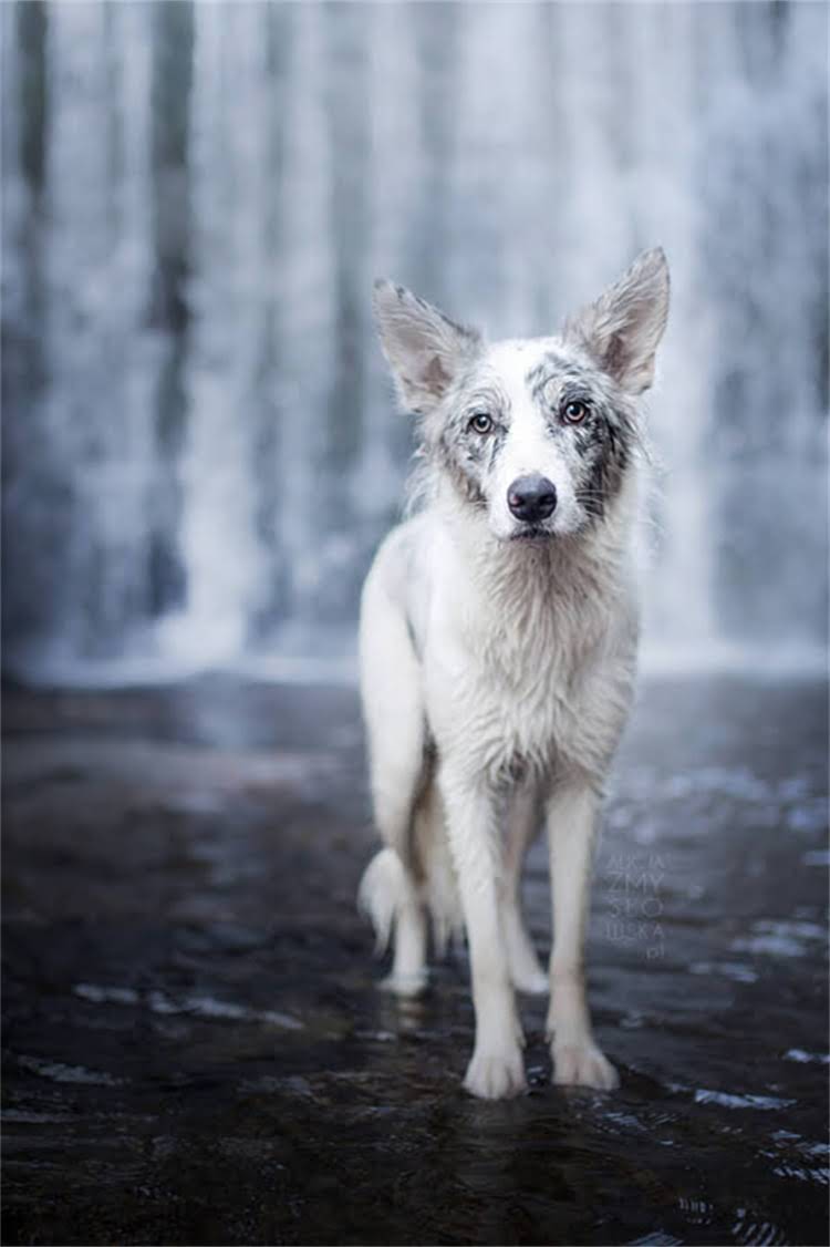 图片 母泰迪发情期被骑后护理指南：5大关键措施+专业兽医建议1.jpg