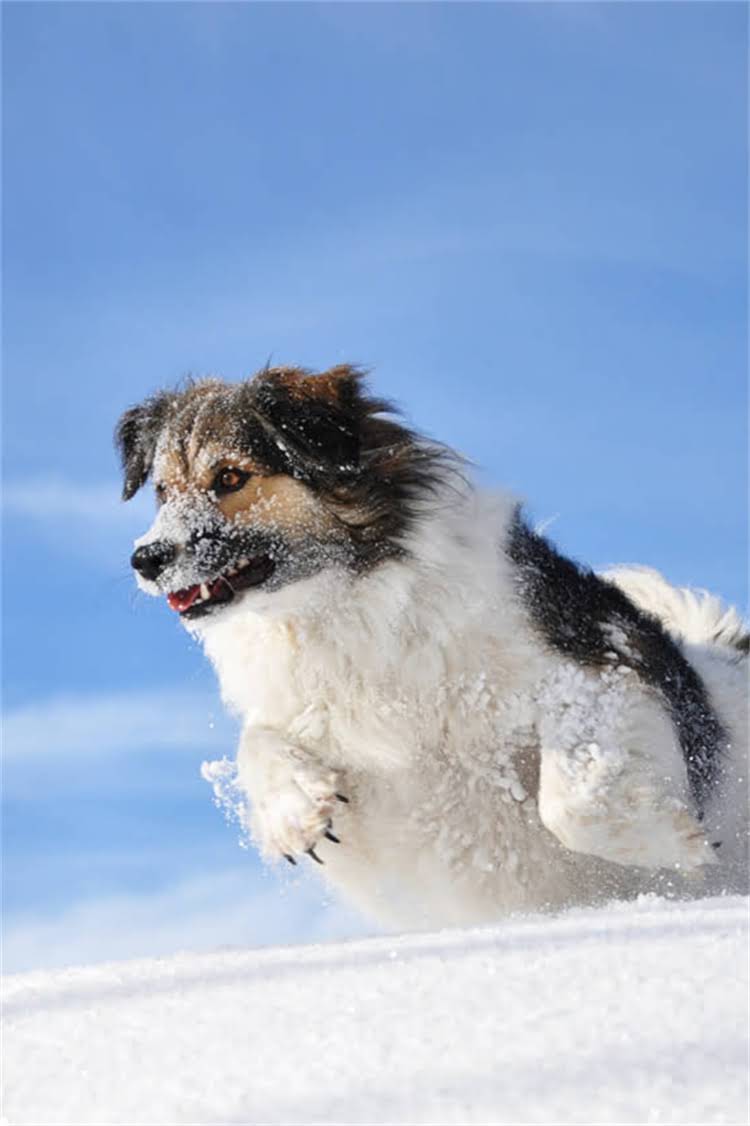 图片 母犬一年能生几胎？科学狗狗怀孕周期与繁殖频率1.jpg