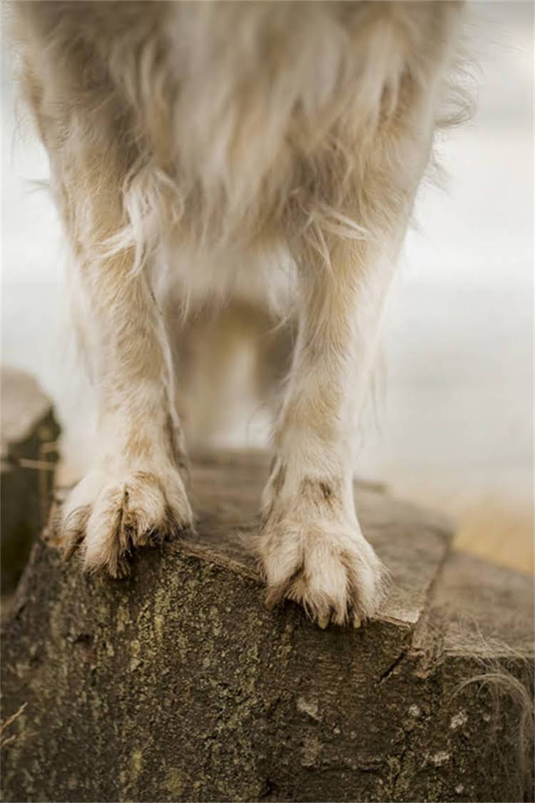 图片 母犬临产前必知的10大症状及科学应对指南（附产前护理全流程）.jpg