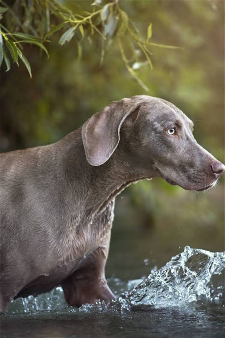 图片 母犬临产前必知的10大症状及科学应对指南（附产前护理全流程）1.jpg