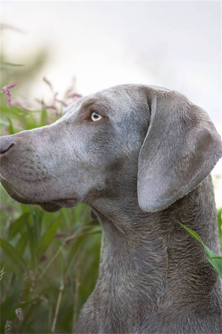 图片 母犬临产前必知的10大症状及科学应对指南（附产前护理全流程）2.jpg