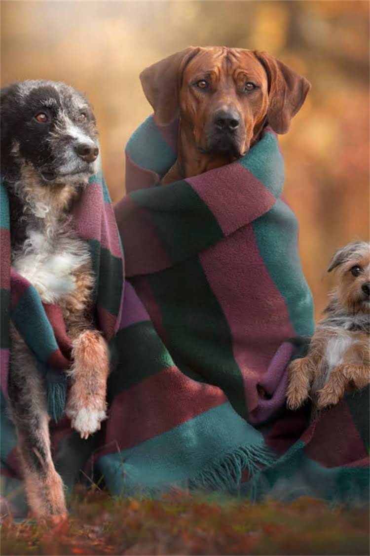 图片 母犬产后月经不调？哺乳期异常出血的7大原因与解决方案（附专业兽医建议）.jpg