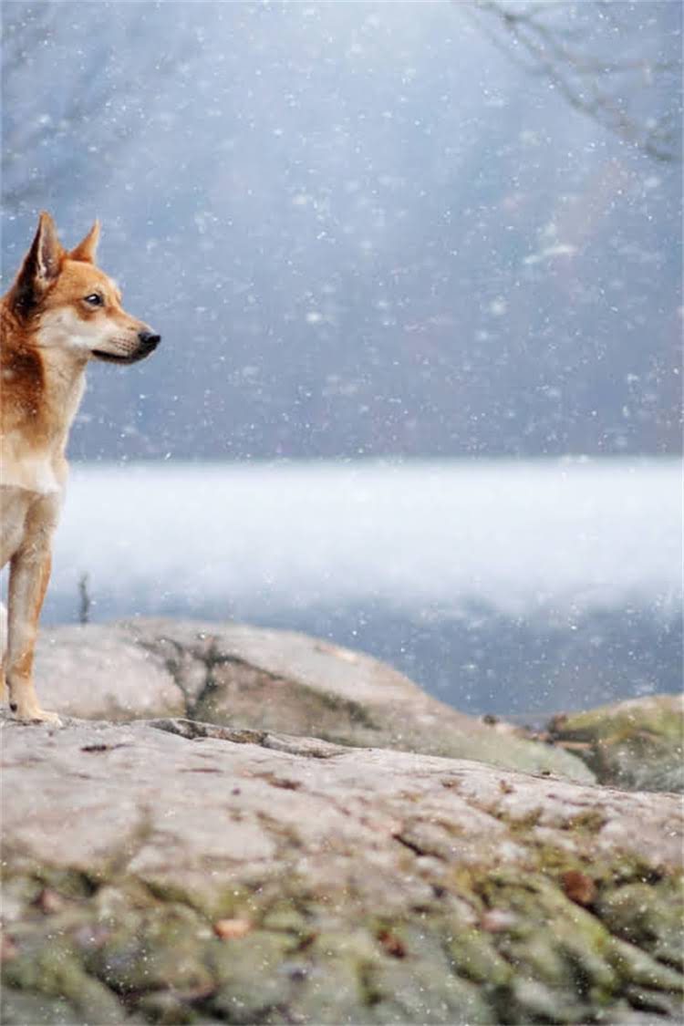 图片 母犬怀孕35-42天能生？狗狗怀孕全周期时间表及临产征兆（附接生指南）1.jpg