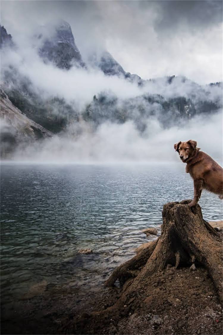 图片 母犬育幼期特殊行为母狗吃幼崽尾巴的生物学成因与科学应对指南.jpg