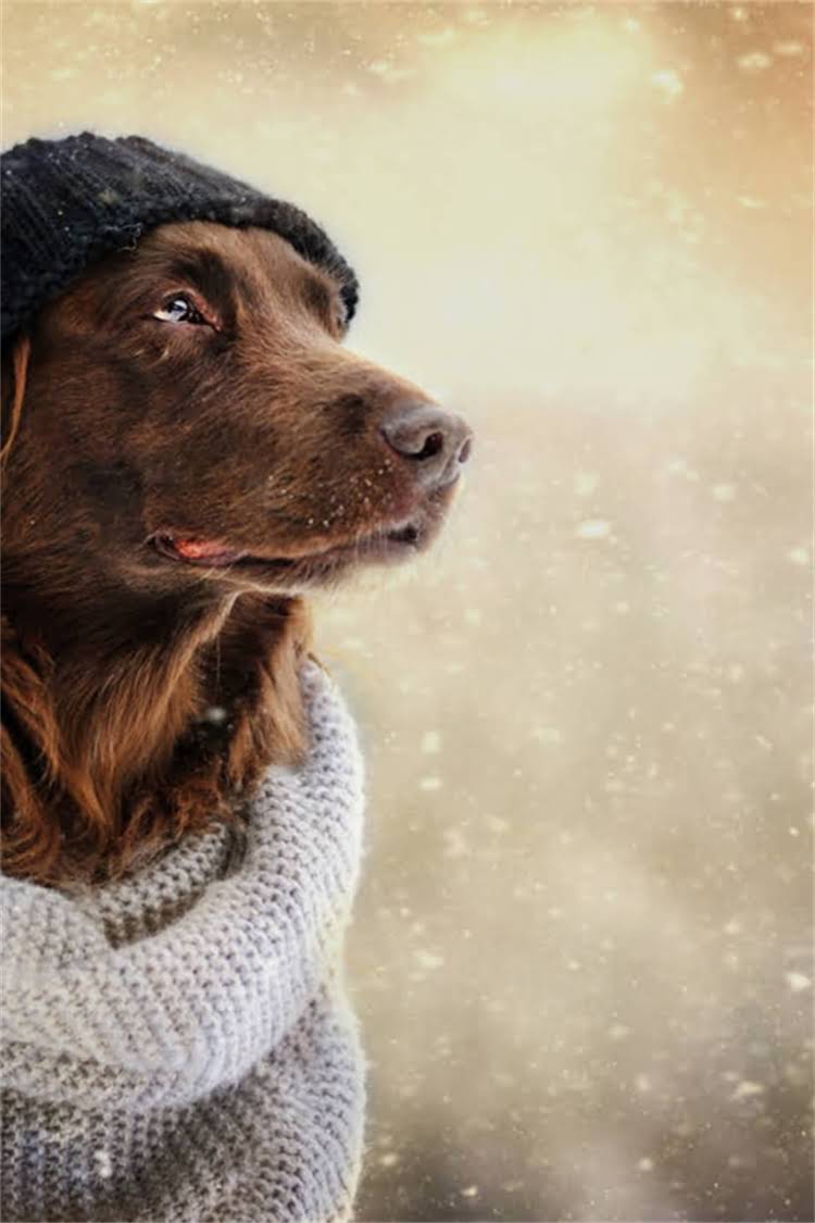 图片 母猫生完小猫一直叫怎么办？5个科学护理方法及注意事项（附视频）1.jpg