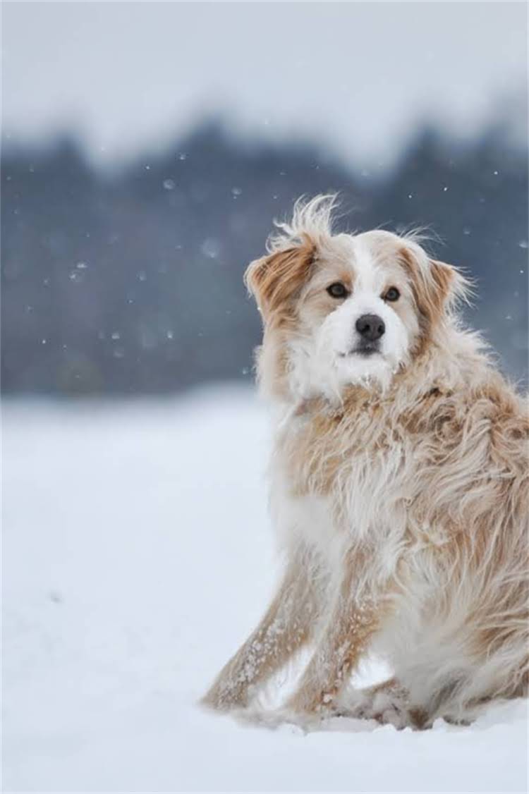 图片 母猫生完小猫一直叫怎么办？5个科学护理方法及注意事项（附视频）2.jpg