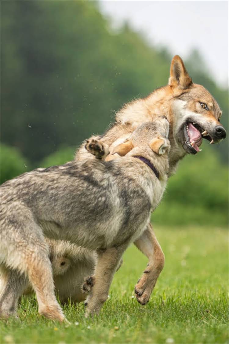 图片 母猫绝育全攻略：手术费用清单+术前术后注意事项（附价格区间与避坑指南）1.jpg