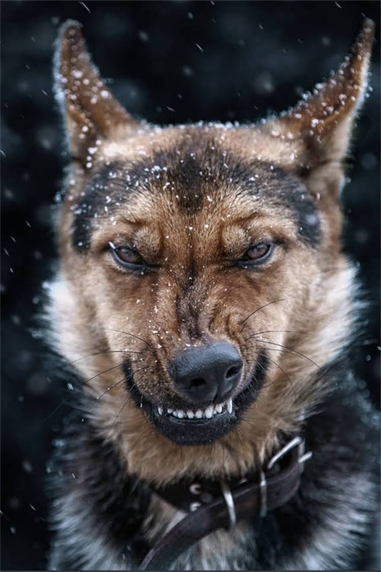 图片 母猫绝育全攻略：手术费用清单+术前术后注意事项（附价格区间与避坑指南）2.jpg