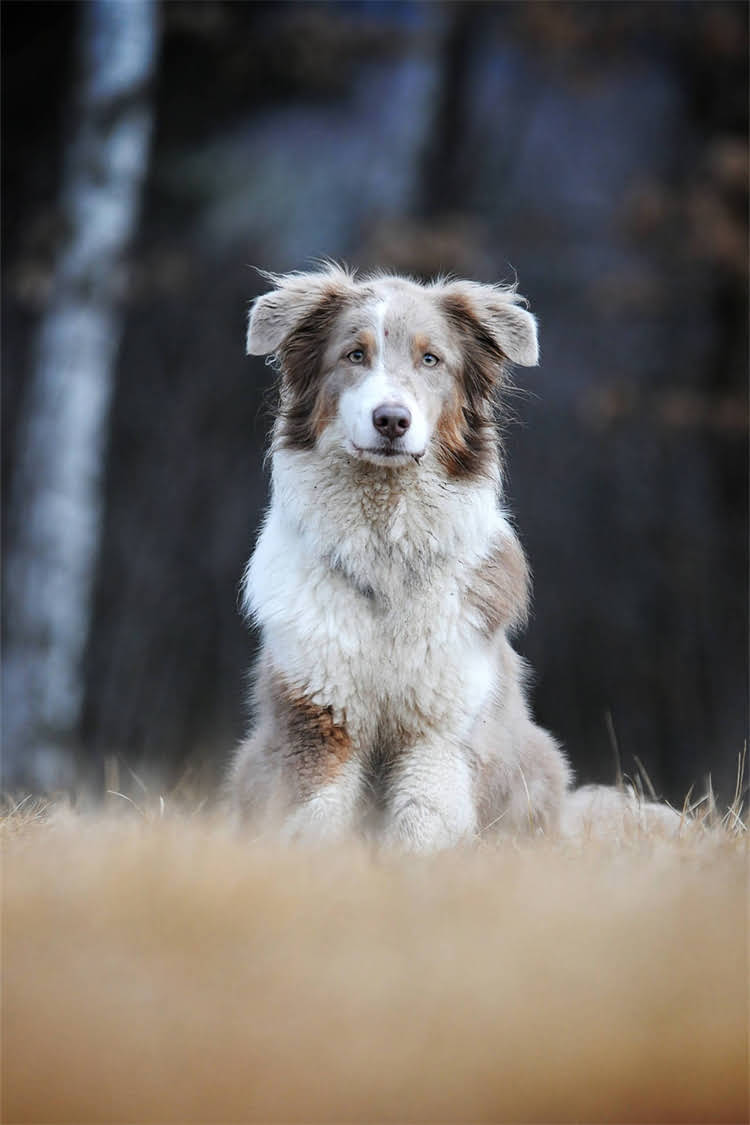 图片 母龙猫频繁打滚怎么办？5个科学应对方法与饲养建议.jpg