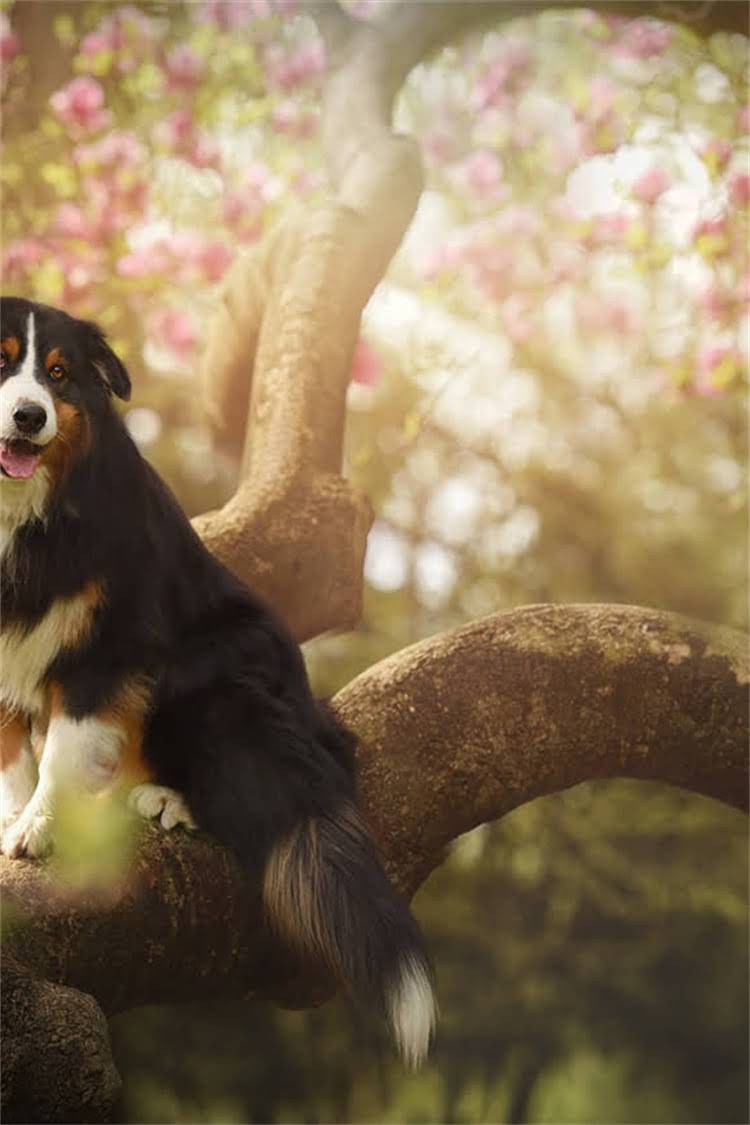 图片 母龙猫频繁打滚怎么办？5个科学应对方法与饲养建议1.jpg