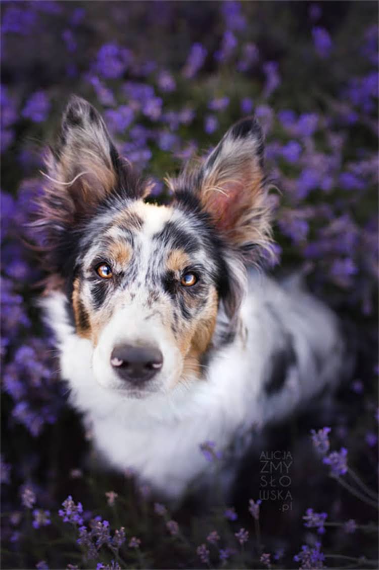 图片 母龙猫频繁打滚怎么办？5个科学应对方法与饲养建议2.jpg