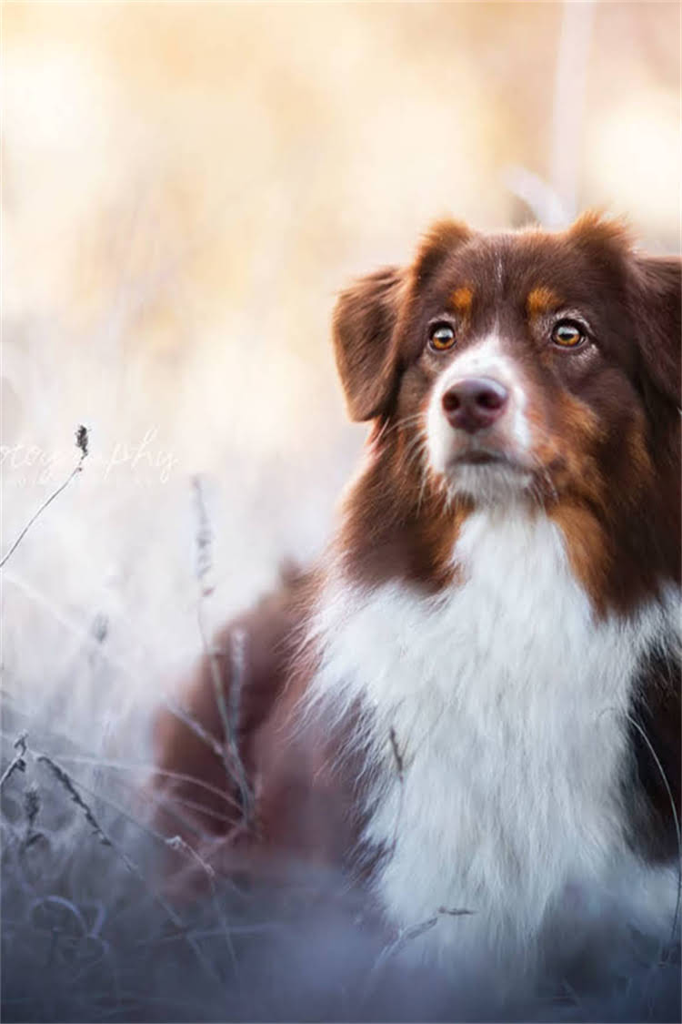 图片 比利时牧羊犬训练全攻略：5大步骤+常见问题解答（附专业训犬师建议）.jpg