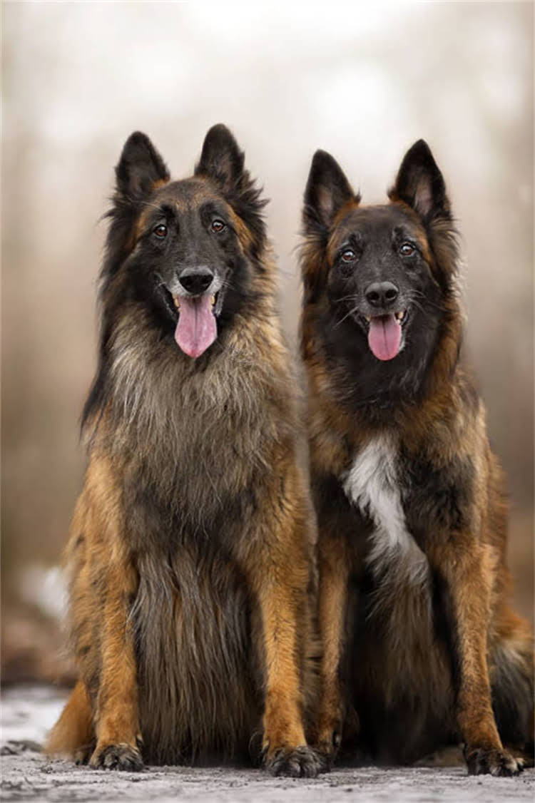 图片 比利时牧羊犬训练全攻略：5大步骤+常见问题解答（附专业训犬师建议）1.jpg