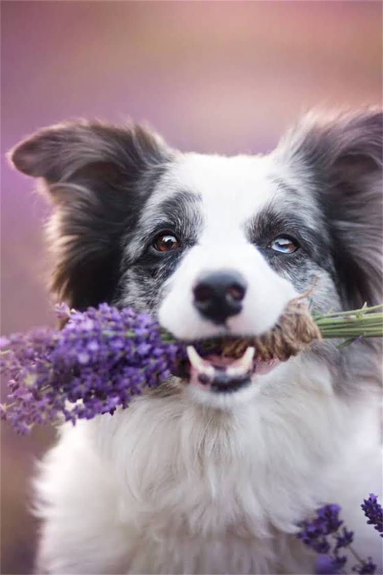 图片 比利时牧羊犬训练全攻略：5大步骤+常见问题解答（附专业训犬师建议）2.jpg