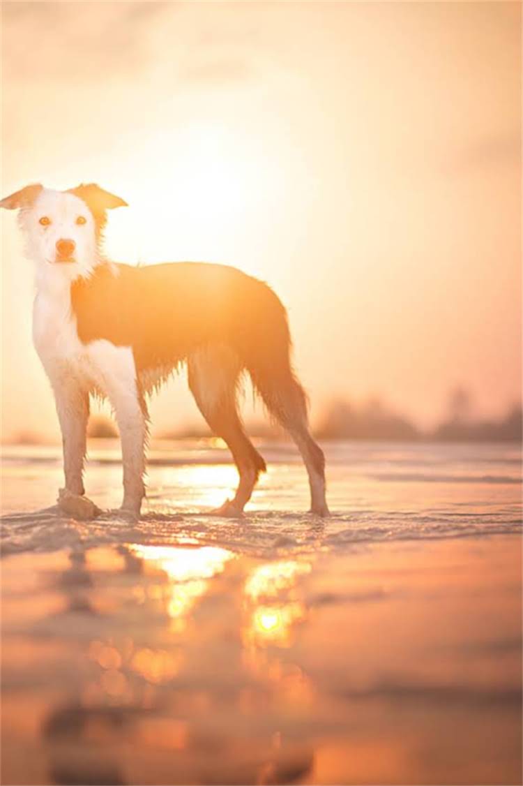 图片 比格犬专用狗粮怎么选？5大核心需求+10款口碑品牌评测.jpg