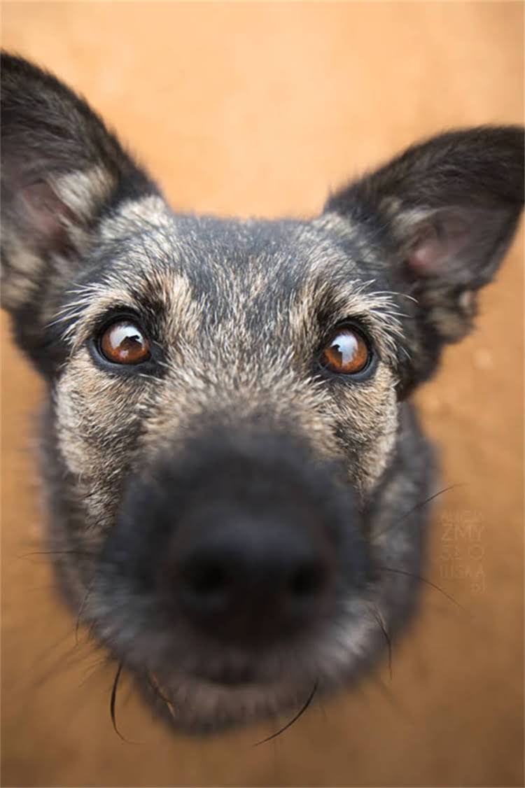 图片 比格犬专用狗粮怎么选？5大核心需求+10款口碑品牌评测1.jpg