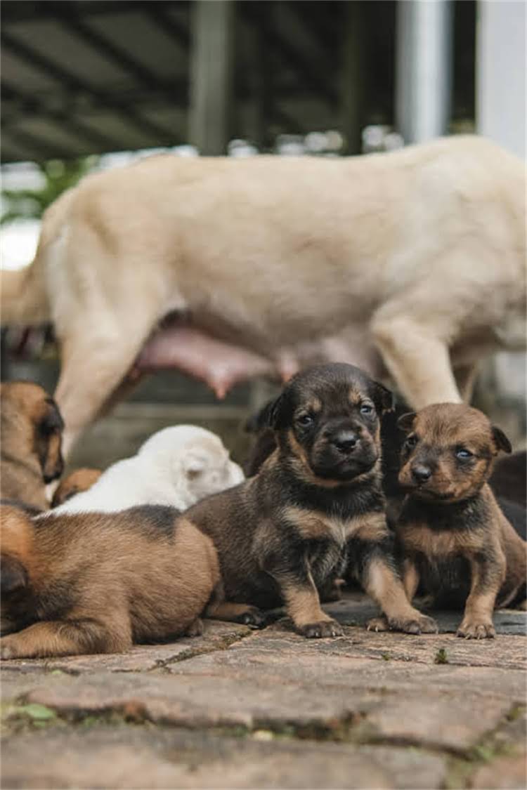图片 比格犬专用狗粮怎么选？5大核心需求+10款口碑品牌评测2.jpg