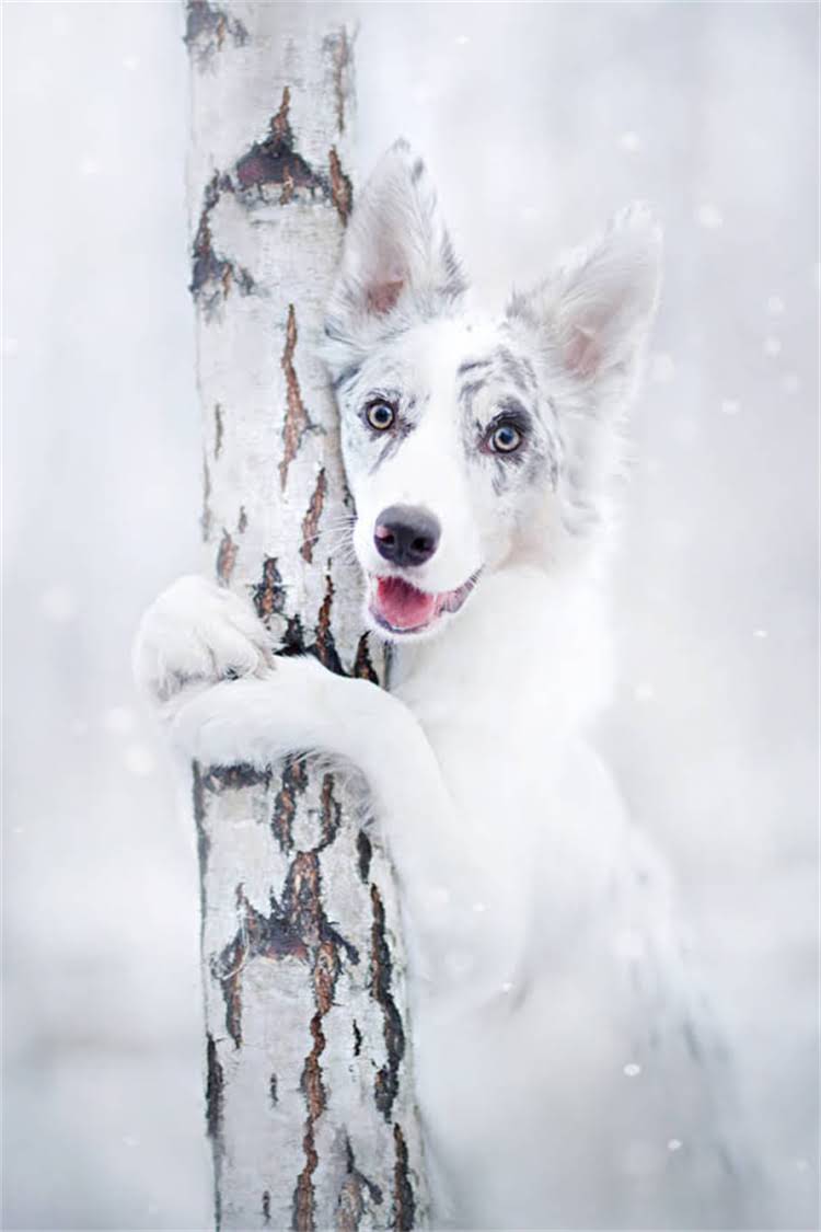 图片 比格瑞狗粮真实测评：优缺点全+国产高端粮选购指南1.jpg