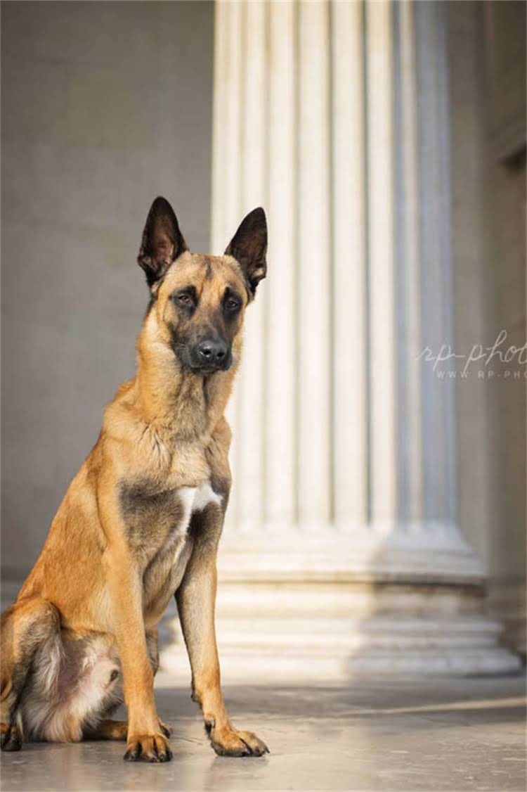 图片 比熊和泰迪能不能一起养？看完这篇彻底解决你的疑惑！.jpg