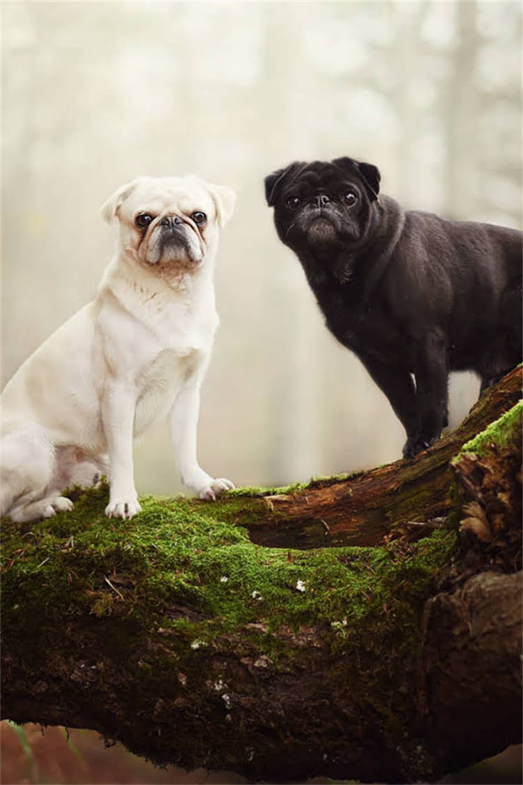 图片 比熊和泰迪能不能一起养？看完这篇彻底解决你的疑惑！1.jpg