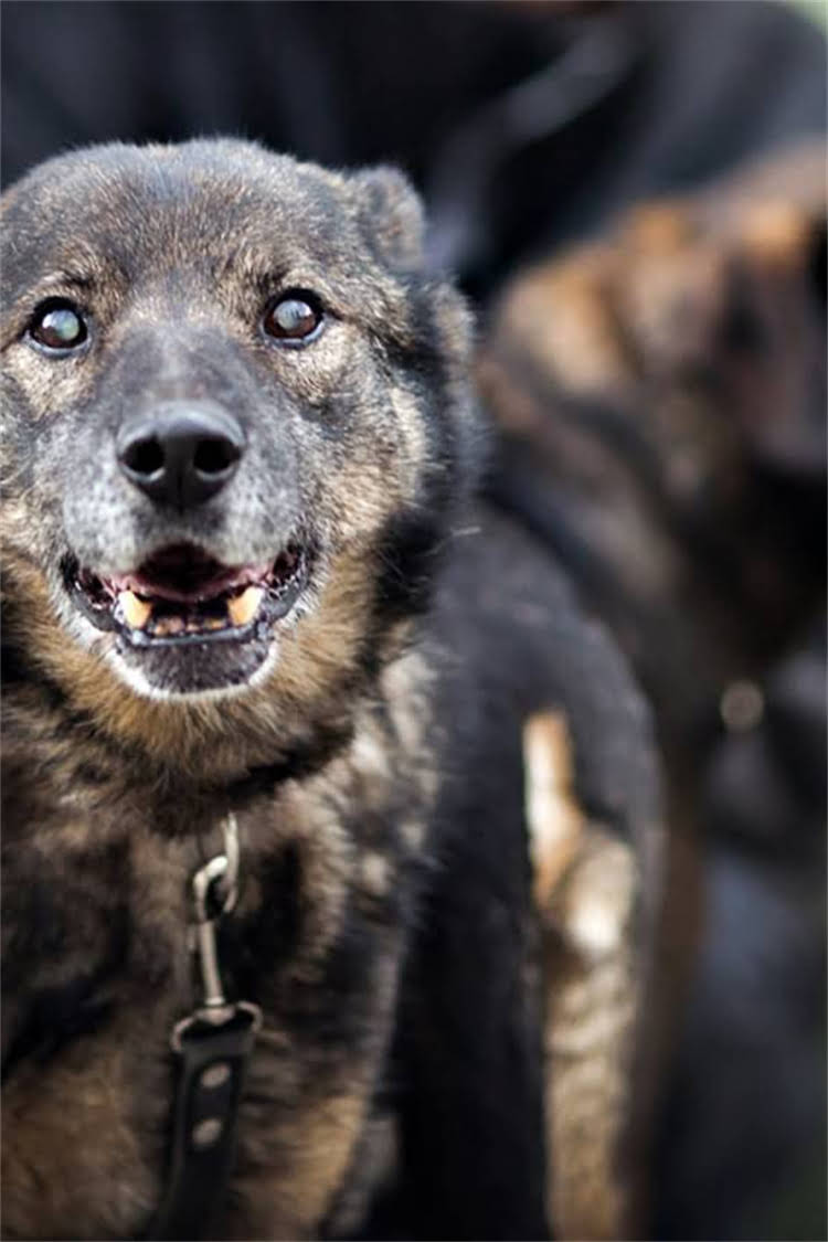 图片 比熊和泰迪能不能一起养？看完这篇彻底解决你的疑惑！2.jpg