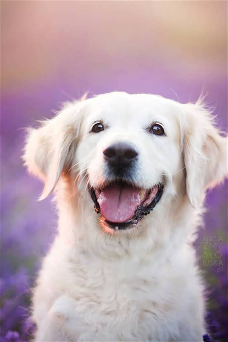 图片 比熊幼犬上火怎么办？3大症状+5个急救法，新手家长必看！2.jpg