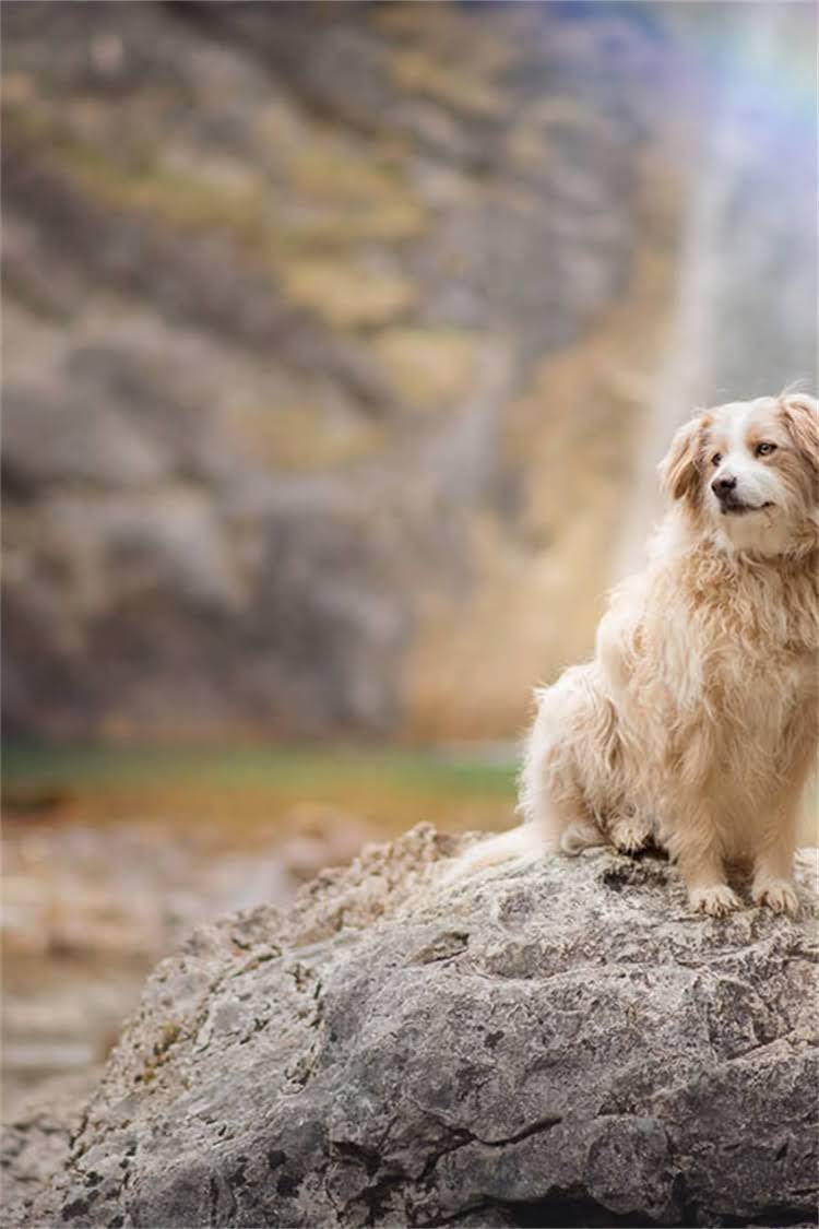 图片 比熊幼犬呼吸异常怎么办？5大科学护理技巧与常见误区全.jpg