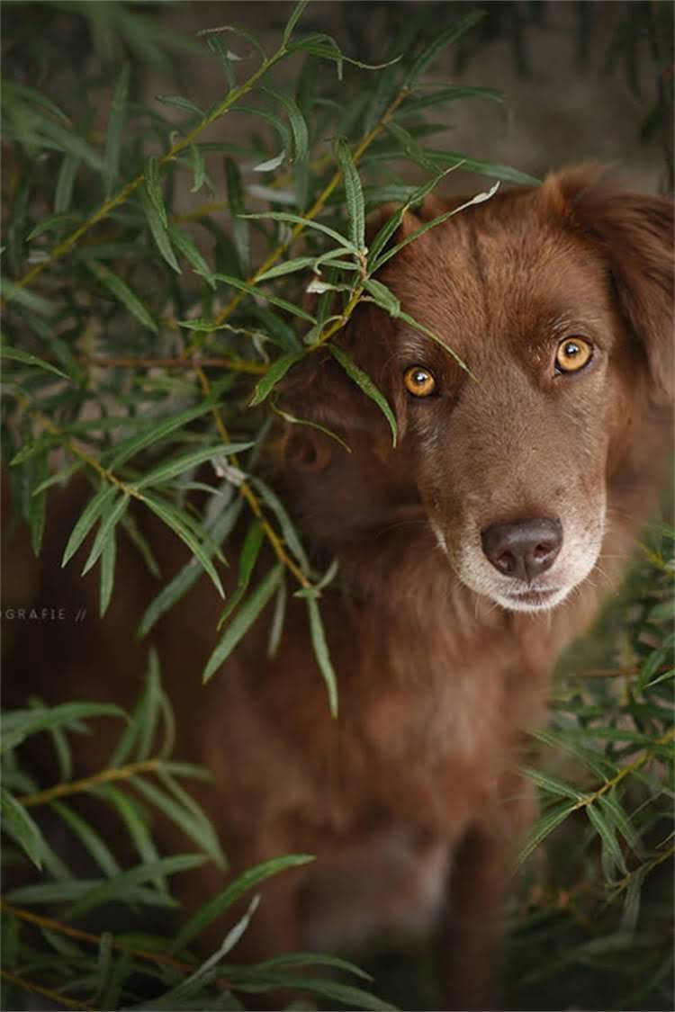 图片 比熊幼犬多久可以吃干狗粮？科学喂养时间表与注意事项全！1.jpg