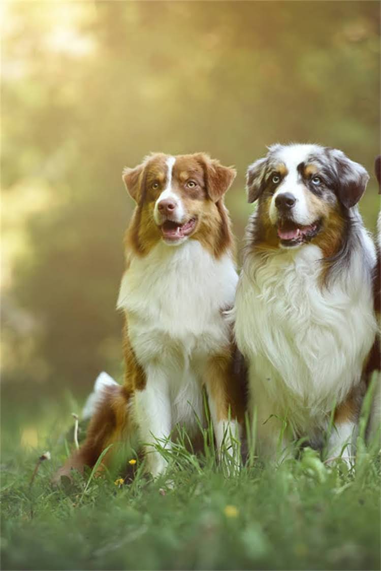 图片 比熊幼犬晚上一直叫怎么办？5大原因+专业解决方法，养宠人必看！2.jpg