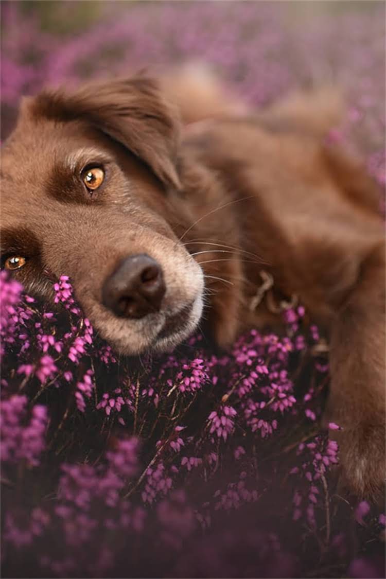 图片 比熊幼犬每天喂几次饭？幼犬喂养全攻略（附营养配比表）.jpg