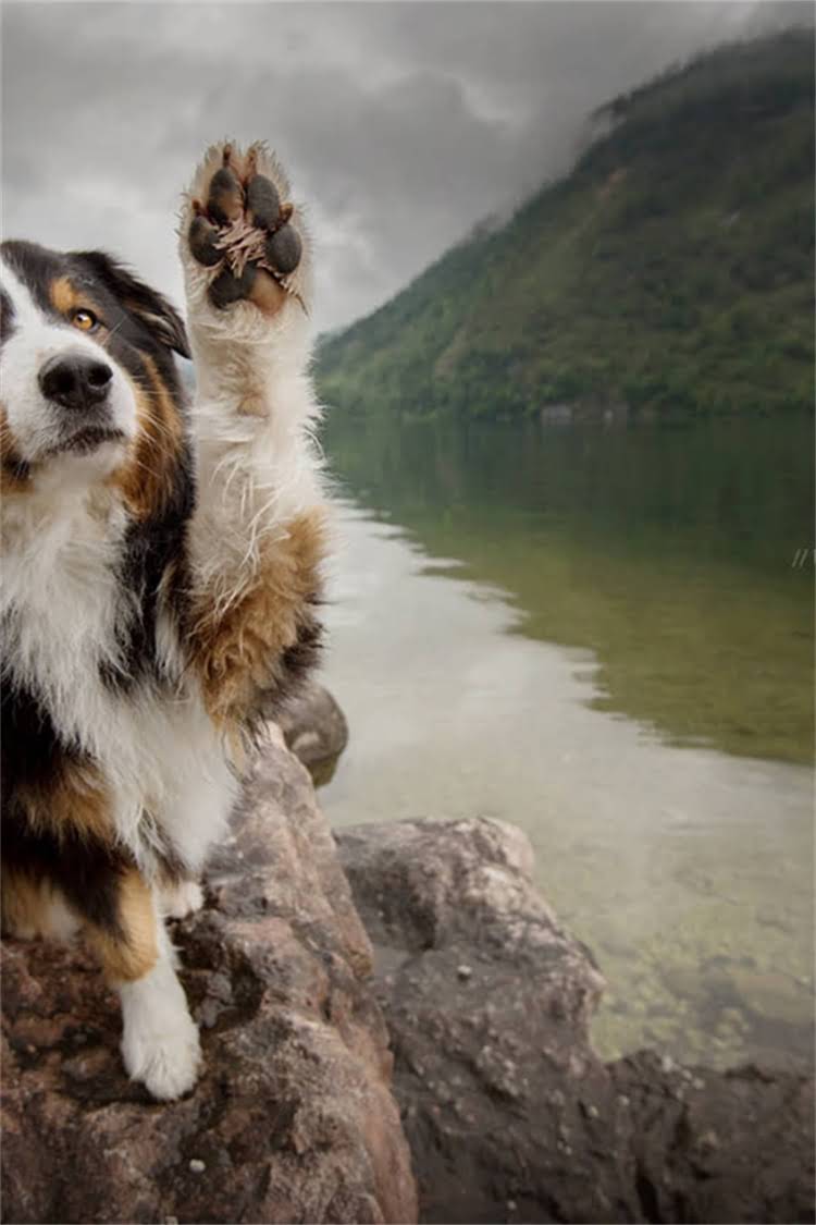 图片 比熊幼犬没长牙怎么办？5大科学喂养指南及食物选择全.jpg