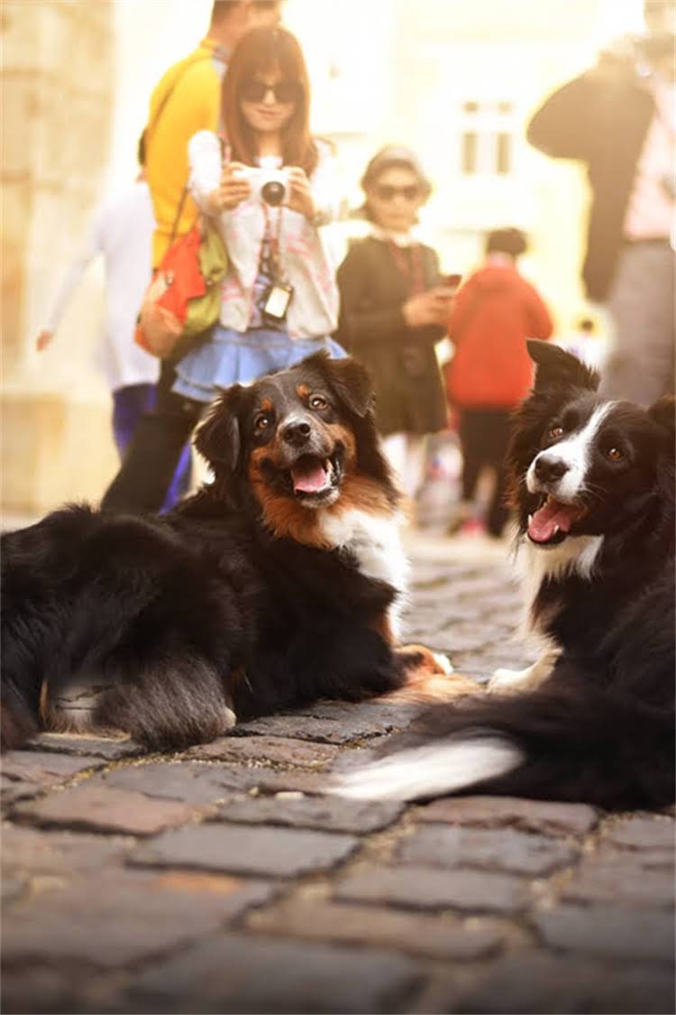 图片 比熊幼犬没长牙怎么办？5大科学喂养指南及食物选择全2.jpg