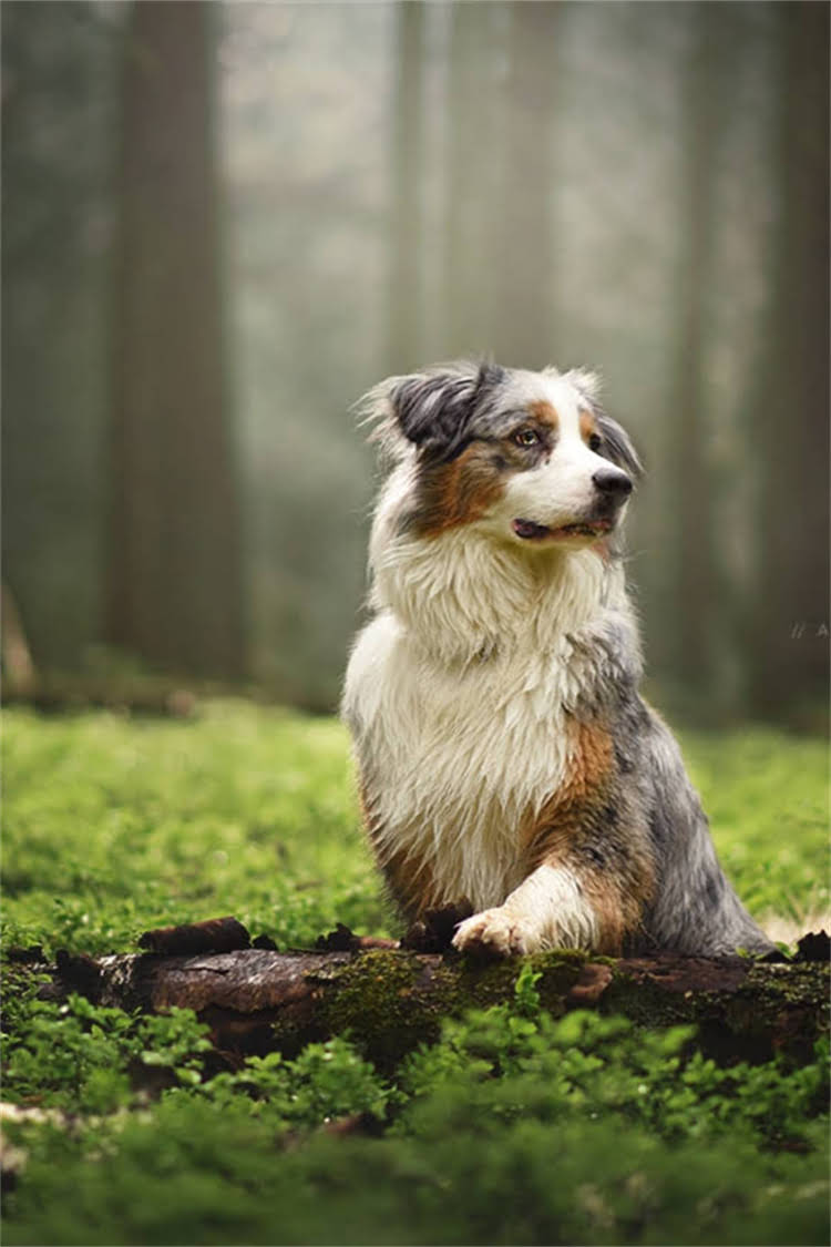 图片 比熊幼犬泡狗粮的利弊与正确方法：新手必读科学喂养指南.jpg