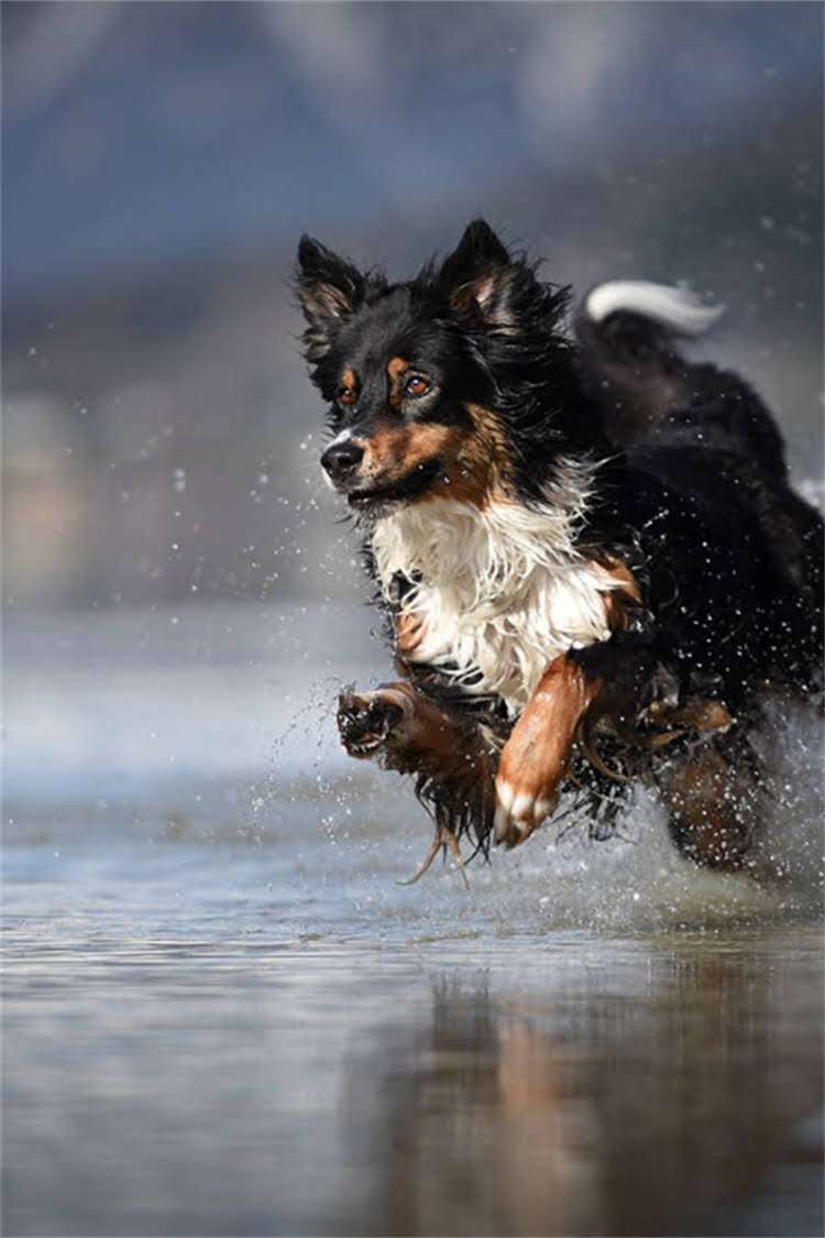 图片 比熊幼犬细小病毒症状及紧急处理指南｜附专业护理方案2.jpg