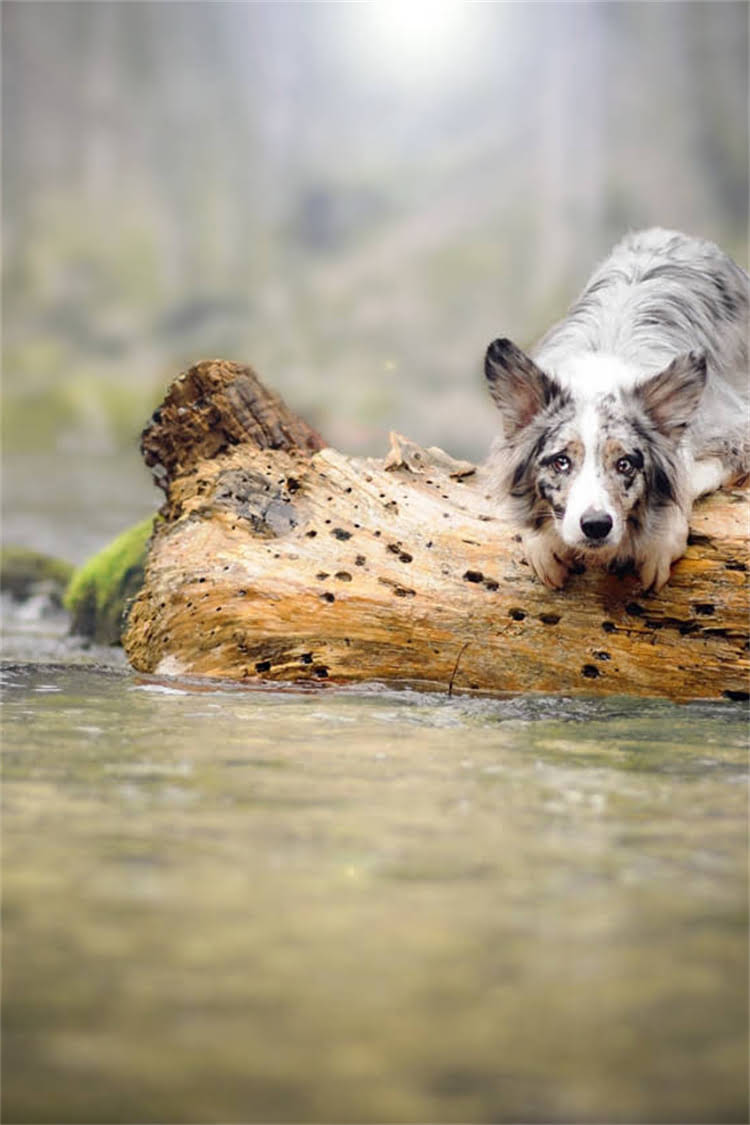 图片 比熊幼犬自制狗粮科学配方与营养搭配，详细做法教程及喂养指南（附食谱）.jpg
