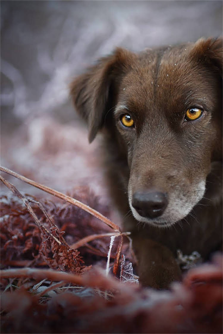 图片 比熊幼犬自制狗粮配方｜科学配比+营养清单+详细步骤，新手也能轻松养出健康活泼的毛孩！2.jpg