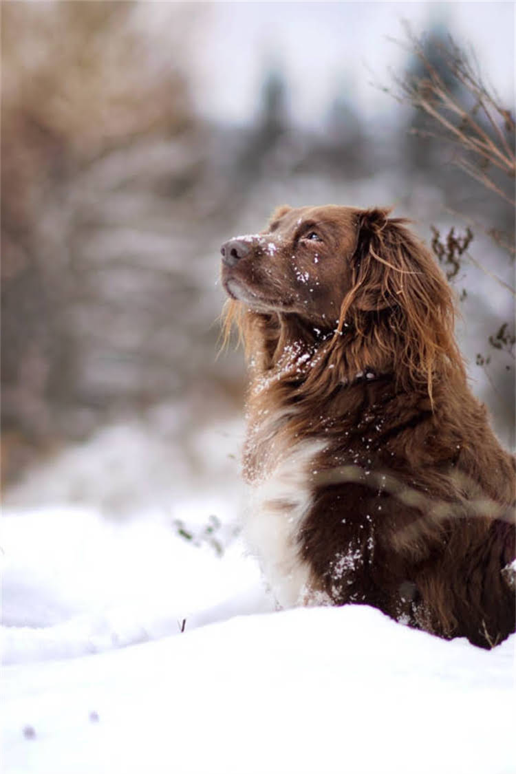 图片 比熊幼犬选购全攻略：5大关键指标+避坑指南，新手必看！1.jpg