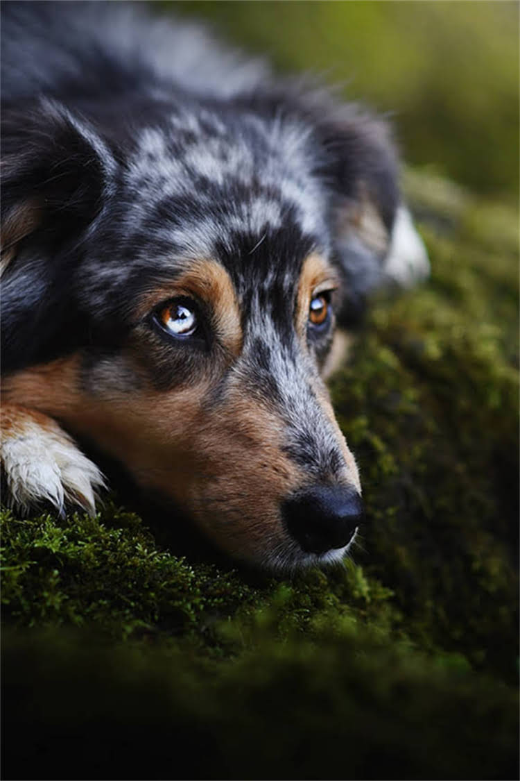 图片 比熊幼犬需要剃毛吗？幼犬护理全指南：科学剃毛方法与健康注意事项.jpg